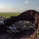 Image for article titled Over 120,000 Saiga Antelopes Have Inexplicably Died Since Mid-May